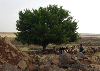 Ağaç altına sığınan 6 çobana yıldırım düştü