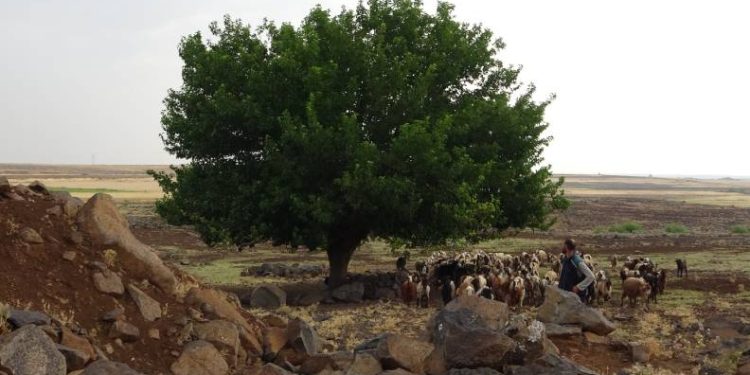 Ağaç altına sığınan 6 çobana yıldırım düştü