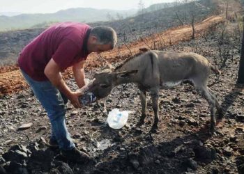 Yanan ormandan sağ kurtuldu
