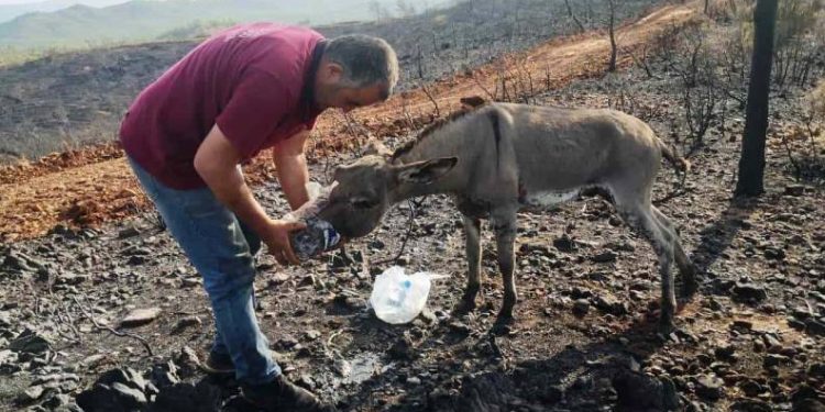 Yanan ormandan sağ kurtuldu