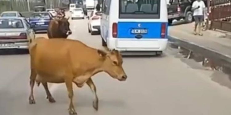 Bursa’da inekler trafiği karıştırdı