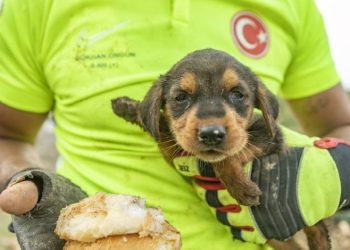 Çukura düşen köpek 2 gün sonra kurtarıldı