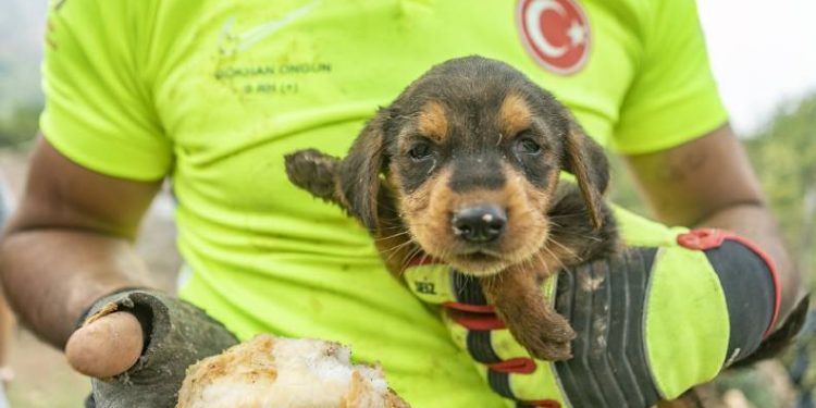 Çukura düşen köpek 2 gün sonra kurtarıldı