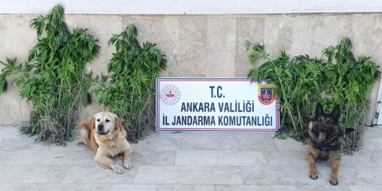 Başkent’te zehir tacirlerine darbe: 6 gözaltı