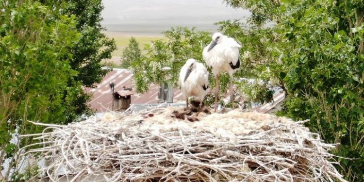 46 yıldır leyleklerin değişmeyen yuvası