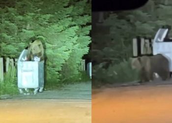 Uludağ’da aç kalan ayılar oteller bölgesine indi