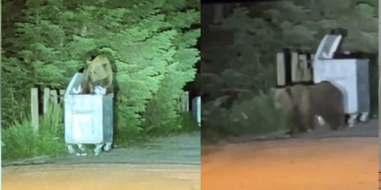 Uludağ’da aç kalan ayılar oteller bölgesine indi