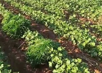 Pamuk tarlasında uyuşturucu operasyonu