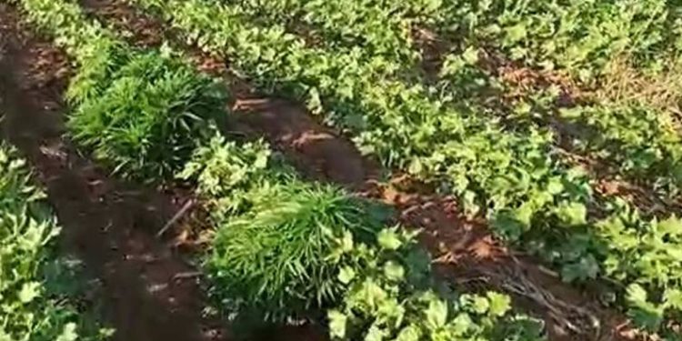 Pamuk tarlasında uyuşturucu operasyonu