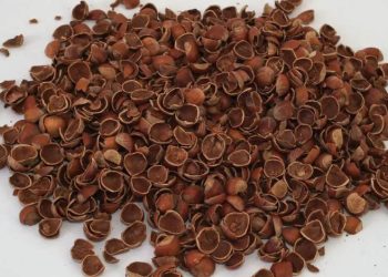 Fındık kabuğu değerleniyor