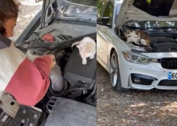 Bursa’da kedilerle operasyon