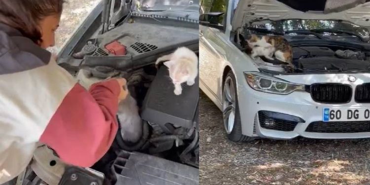 Bursa’da kedilerle operasyon