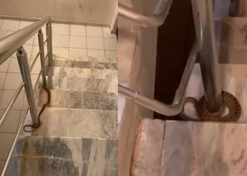 Apartmana giren yılan paniğe neden oldu