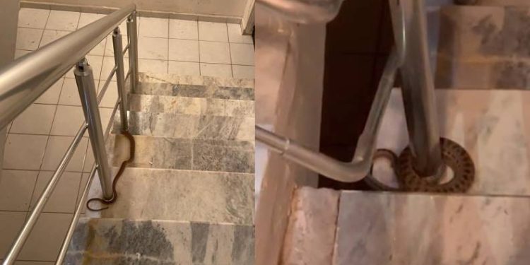 Apartmana giren yılan paniğe neden oldu