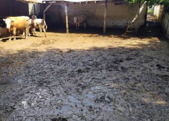 Sel kurbanlık hayvanları da vurdu