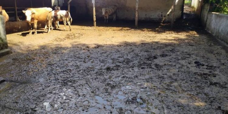 Sel kurbanlık hayvanları da vurdu