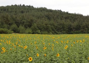 Mudanya’da ayçiçekleri hasada hazırlanıyor