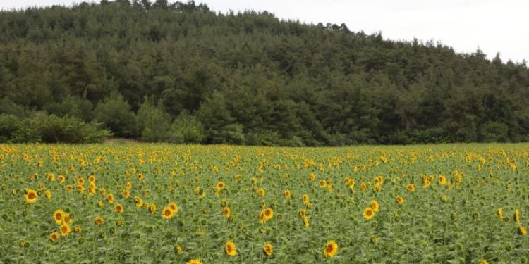 Mudanya’da ayçiçekleri hasada hazırlanıyor