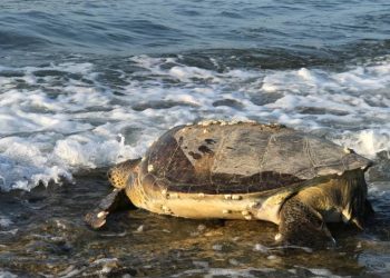 Binlerce yavru kaplumbağa denizle buluşacak