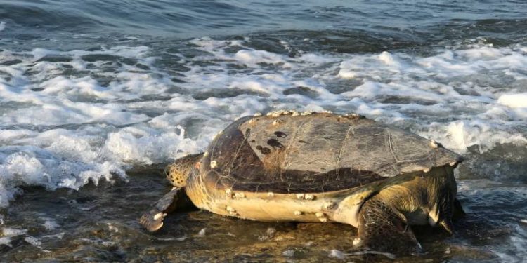 Binlerce yavru kaplumbağa denizle buluşacak