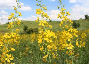 Faydaları saymakla bitmiyor