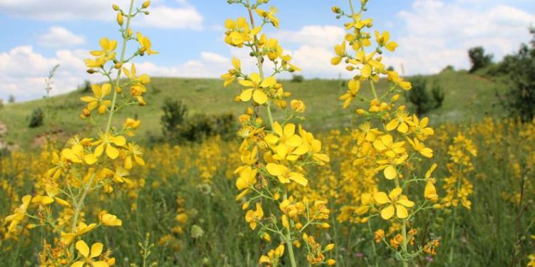 Faydaları saymakla bitmiyor