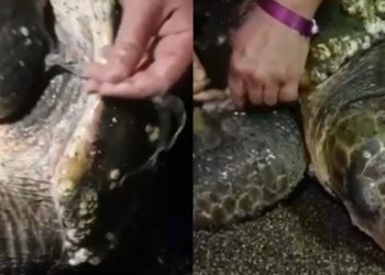Yumurta bırakmak için kıyıya gelen caretta caretta misinaya dolandı