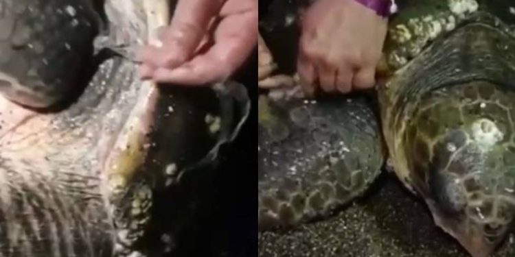 Yumurta bırakmak için kıyıya gelen caretta caretta misinaya dolandı
