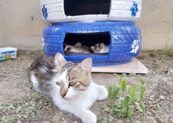 Bursa GADEM, sokak hayvanları için seferber