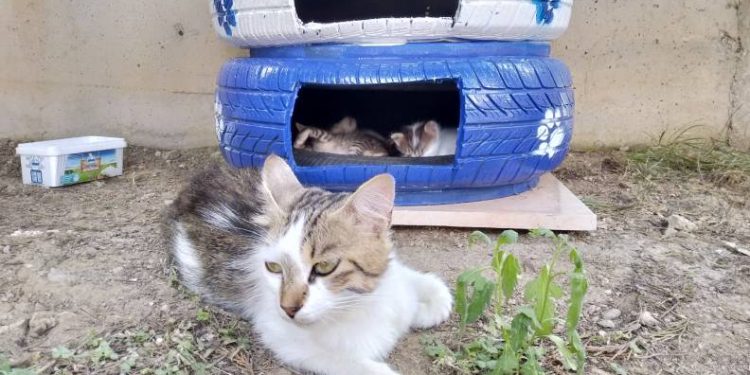 Bursa GADEM, sokak hayvanları için seferber