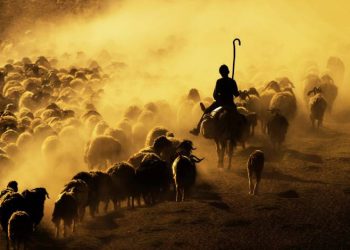 Sürülerin tozlu yolculuğu