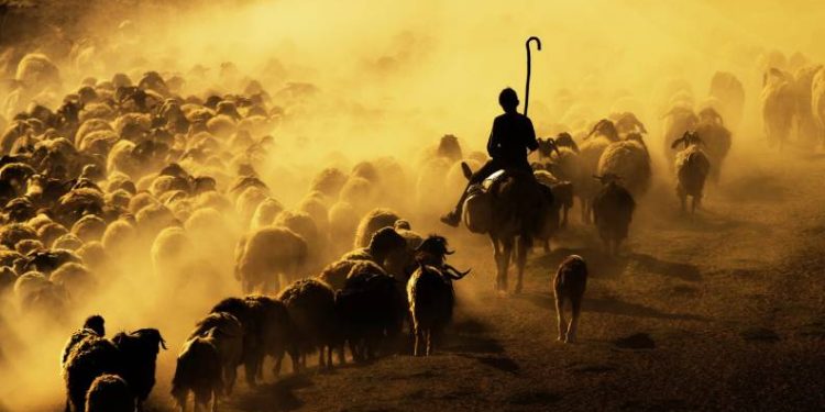 Sürülerin tozlu yolculuğu