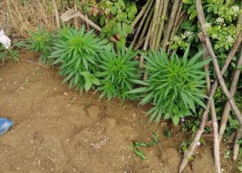 Mısır bahçesindeki kenevirler drona yakalandı