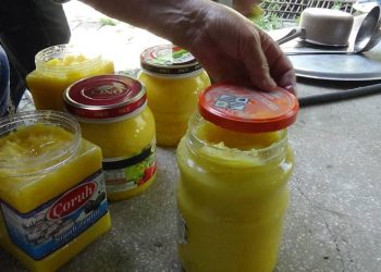 Kars’ta sarı yağ mesaisi başladı