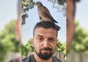 Bursa’da yırtıcı kuşla arkadaş oldu