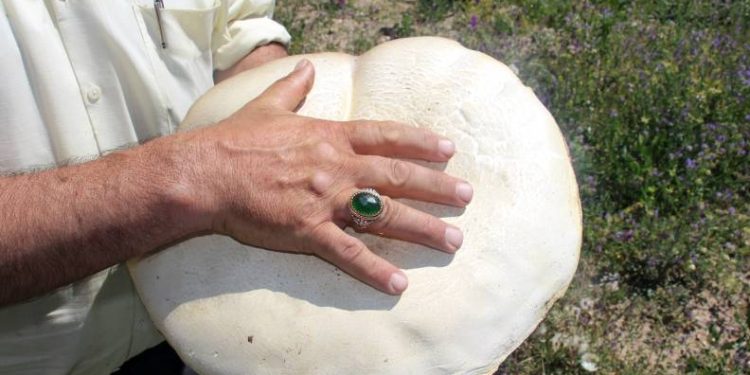 Guinness Rekorlar Kitabına aday dev mantar