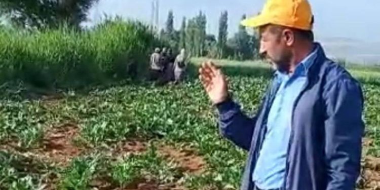 Yaban domuzları çiftçilerin korkulu rüyası oldu