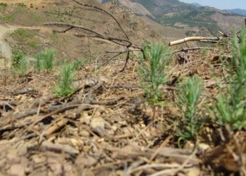 Adana’da yanan ormanlık alan yeşeriyor