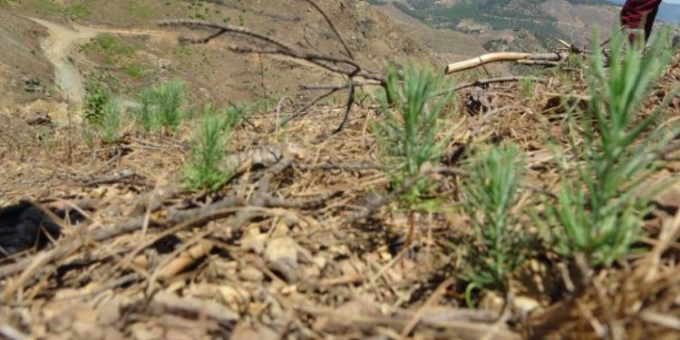 Adana’da yanan ormanlık alan yeşeriyor