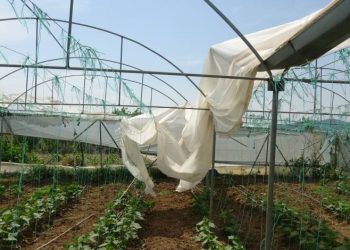 Salatalık seralarını hortum vurdu