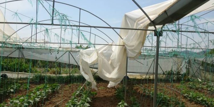 Salatalık seralarını hortum vurdu