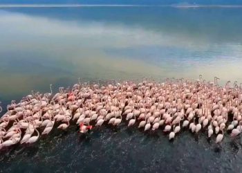 Flamingoların görsel şöleni hayran bıraktı