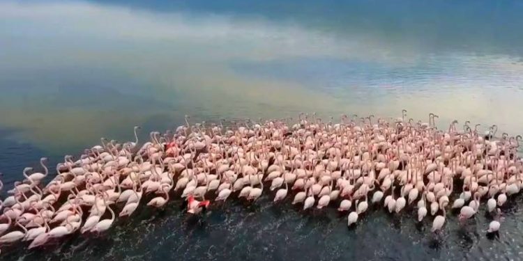 Flamingoların görsel şöleni hayran bıraktı