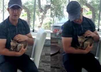 Bursa’da yavru tilkilere yuva oldu