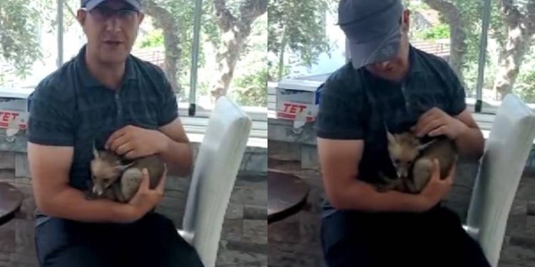 Bursa’da yavru tilkilere yuva oldu