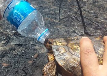 İtfaiyecilerden kaplumbağaya can suyu