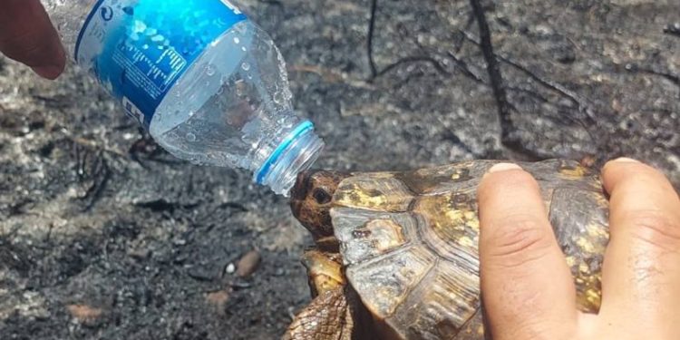 İtfaiyecilerden kaplumbağaya can suyu