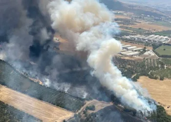 İzmir’de orman yangını