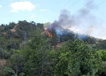 Muğla’da orman yangını
