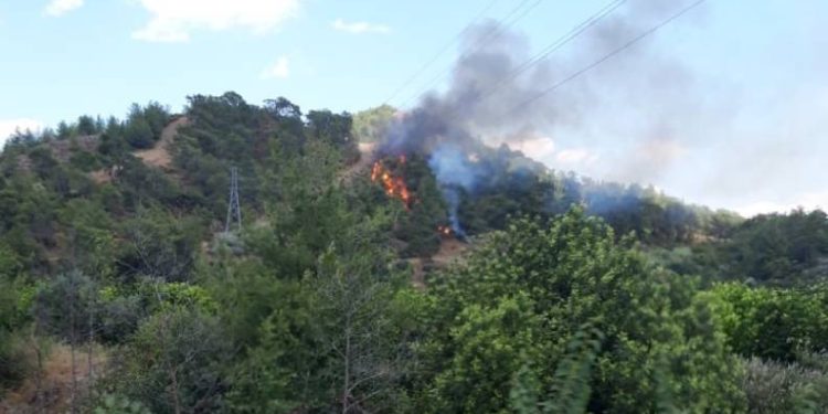 Muğla’da orman yangını